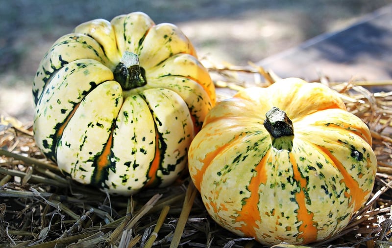 Seasonal decorations